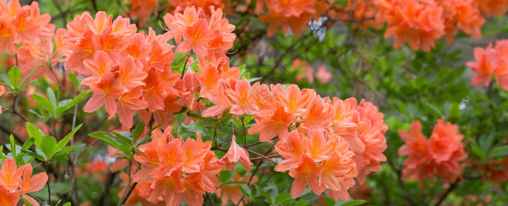 欧洲拉脱维亚大学Babite的实验Rhododendron育种苗圃图片