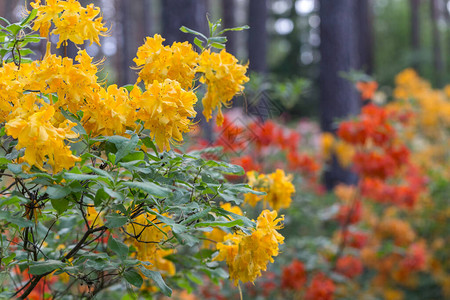欧洲拉脱维亚大学Babite的实验Rhododendron育种苗圃图片