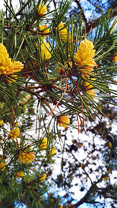 云杉树枝上的黄色花朵图片