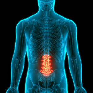 人类骨骼系统解剖学的Vertebral列LumbbarVe图片