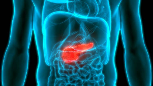 人体内部器官Pancrea图片