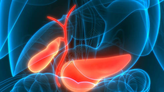 人体内脏胆囊与胰腺解剖学3D图片