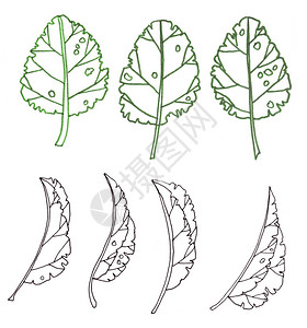 白色背景上一组等高单色叶的图片