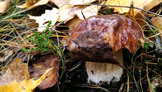 森林里的白蘑菇和黄狐图片