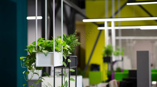 装饰现代办公室内风格的绿色生态环境图片