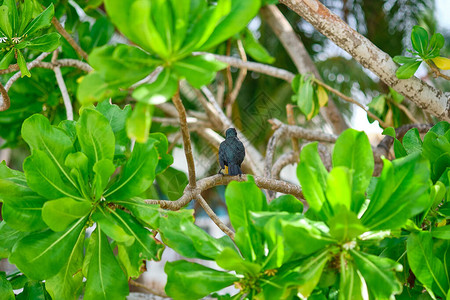 绿树上的热带鸟图片