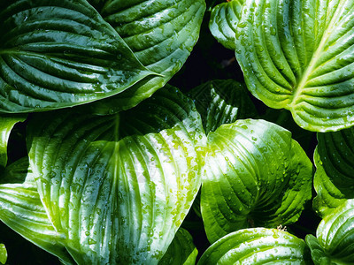 带水滴雨后新的绿色Hosta植物假期图片