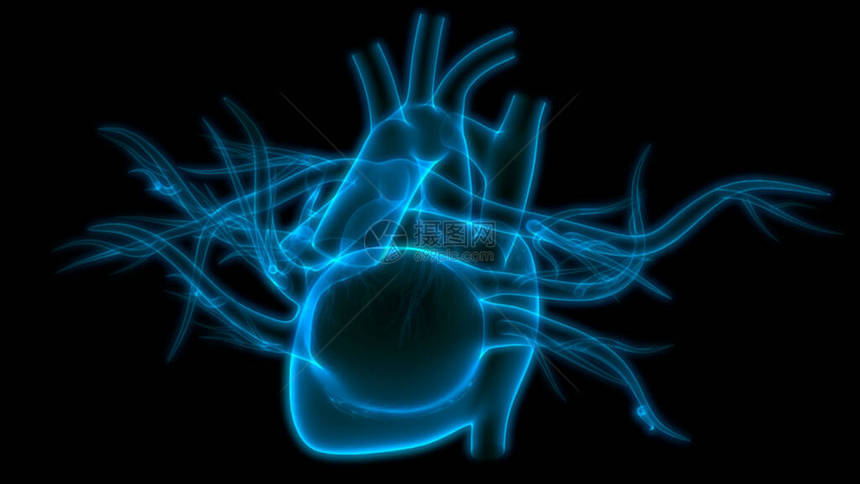 人体心脏内心器官循环系统解剖X图片