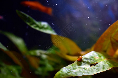 在水族馆的水下壳图片