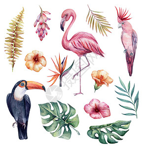 水彩热带套装植物群和丛林鸟类图片