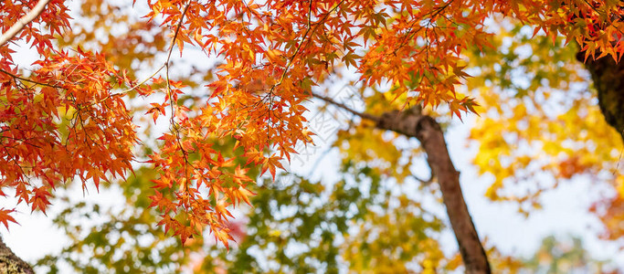 花园里的橙色枫叶有文字的复制空间秋季的自然背景和色彩鲜图片
