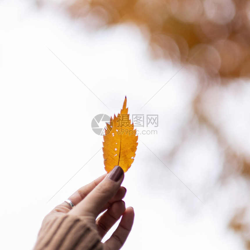 手握黄色秋叶有文字复制空间季节变化自然背景下降和充满活力的多彩花朵概念的女图片