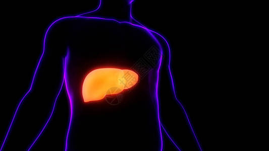 人体内消化器官肝脏解剖背景图片