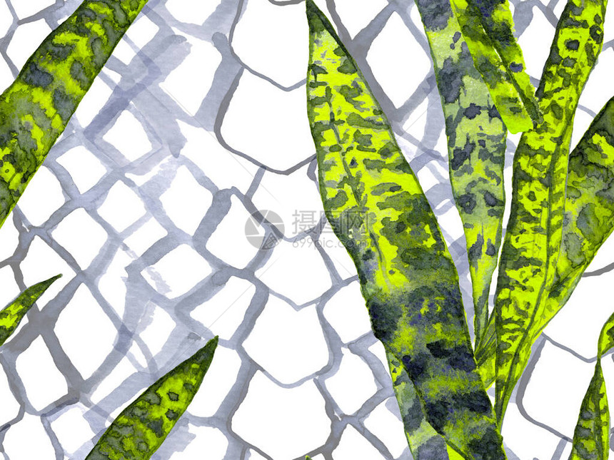 热带无缝模式夏威夷女童蛇背景植物叶片湿润印刷品原始连续花粉设计夏季水彩色纹理与异味叶玫瑰和Py图片