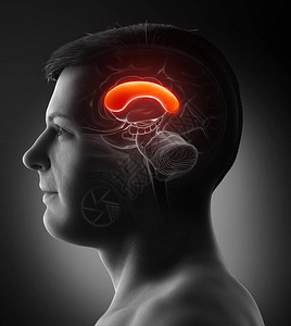 3d提供了医学上准确的男大脑解剖学插图FRONT图片
