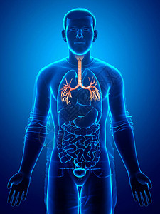 3D说明呼吸系统拉林克斯管背景图片