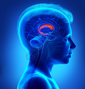3d在医学上准确展示了一个年轻男孩的脑部图片