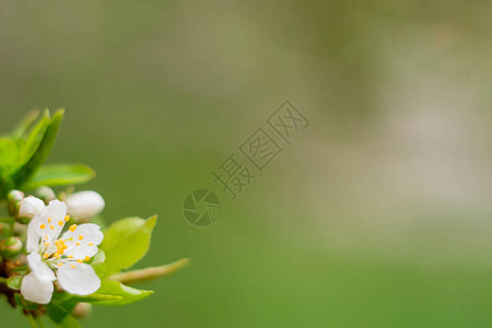 春花概念森林樱桃树全面开花抽象的模糊背景上的美丽花朵以柔选择焦点闭合图片