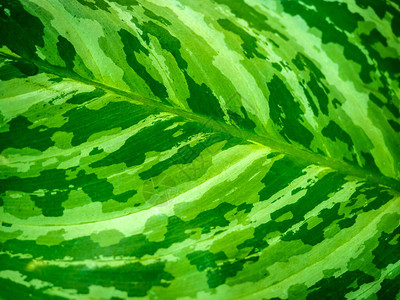 绿叶抽象背景美丽的热带植物质地以图片