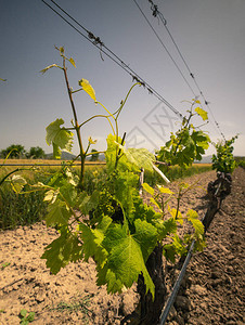 a贝内奥拉的葡萄园图片