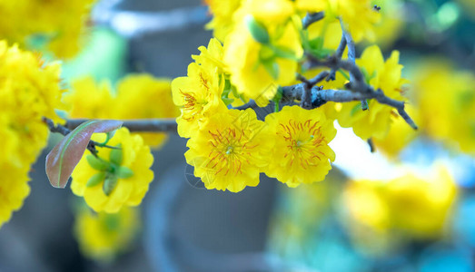 来这鬼混黄杏花绽放芬芳的花瓣预示着春天来了这是背景