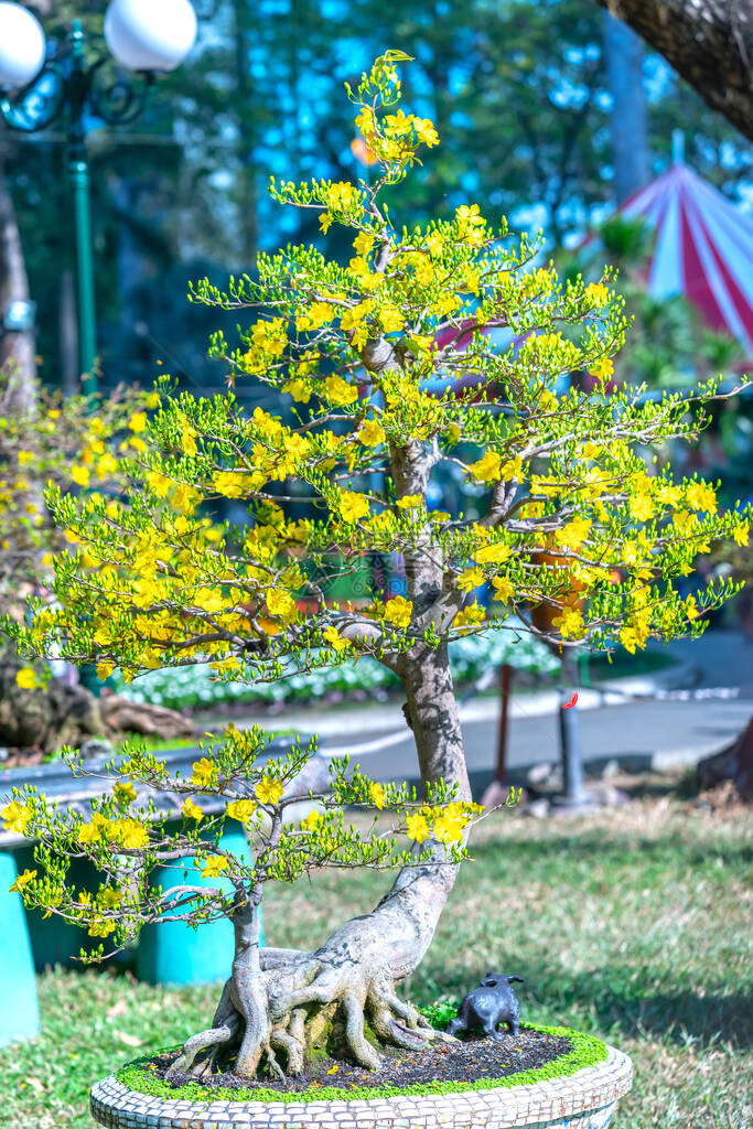 杏花盆景开满枝条图片