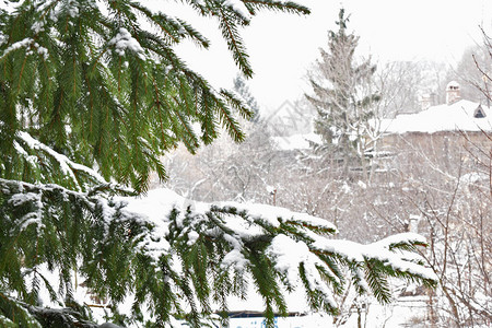 绿色的树枝在雪地里吃了图片