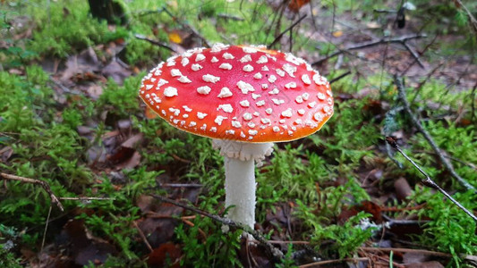 Amanita蘑菇在森林里生长图片