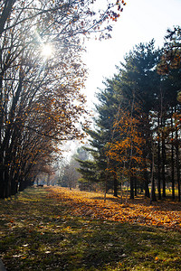 美丽的秋天公园美丽的秋天景观法图片