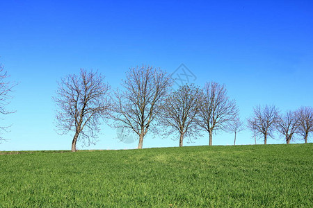 春天森林题材反对蓝天的光秃的树图片