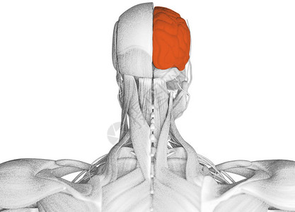 颈部肌肉解剖图3d插图图片