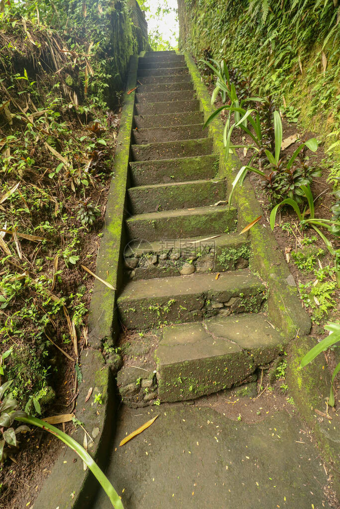通往热带丛林徒步旅行和走在印度尼西亚巴厘岛的旧石阶通往热带丛林果阿吉里坎普汉的楼梯旧的混凝土楼梯图片