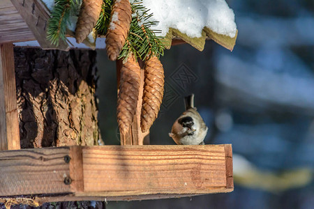 寒冷的冬天一只小鹰猫坐图片