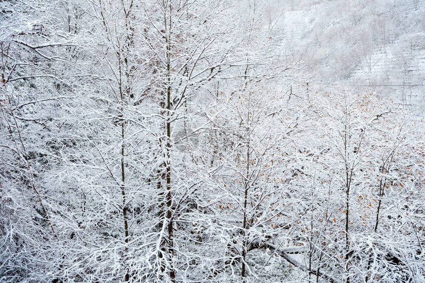 有雪背景的冬天森林图片