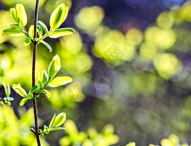 新的绿春叶在树枝上以太阳光照射早期春天自然背景复图片