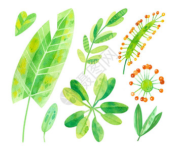 热带树叶混合水彩色插图集丛林水彩画集白色背景的卡通图片