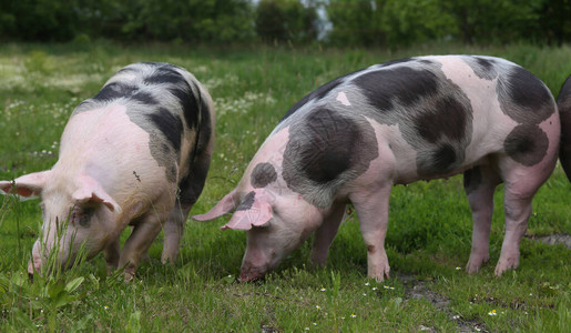 家养猪生活在畜牧养殖场有机畜牧业是畜牧图片