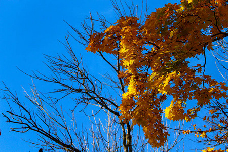 金秋天的黄树背景图片