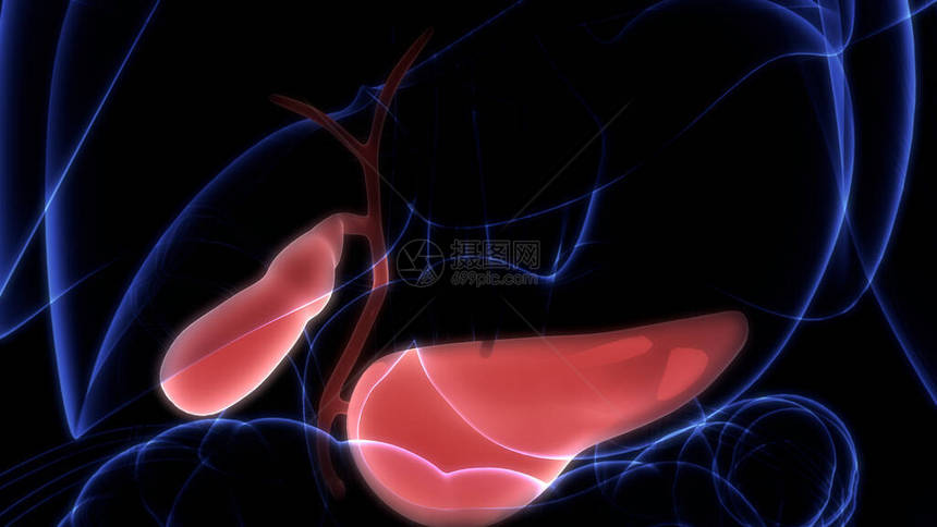 人体内部消化器官Pancrea图片