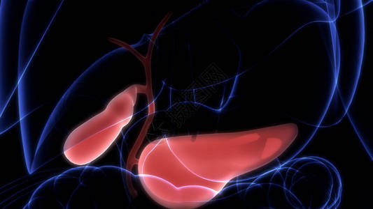 人体内部消化器官Pancrea图片