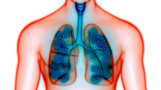 Alveoli解剖术的人类呼吸图片