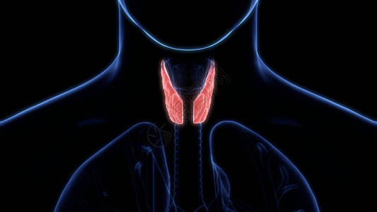 人类呼吸系统拉ynx和Pharynx图片