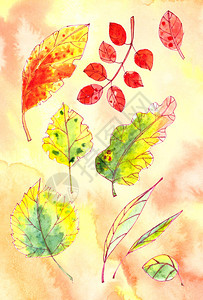 一组秋天的黄色红色橙色绿色叶子在纹理的黄色橙背景上图片