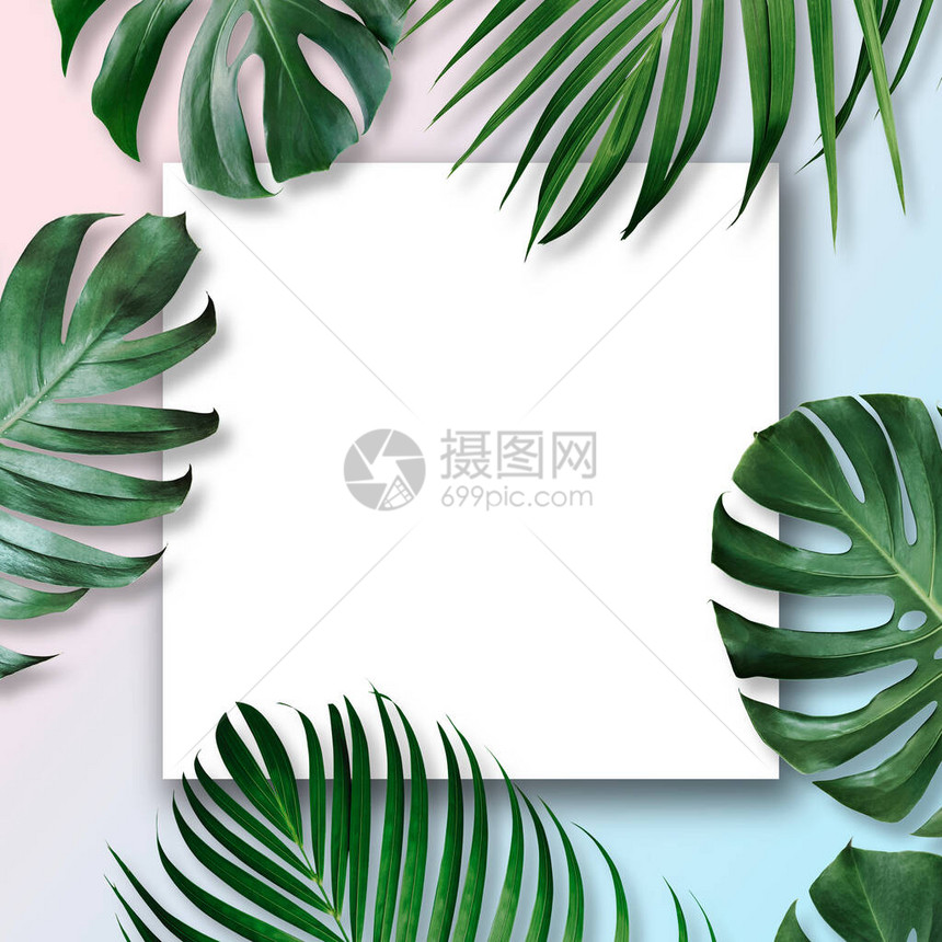 夏季热带树叶与空白纸图片