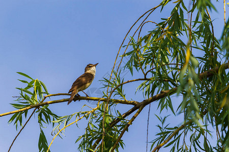 在炎热的夏日一只鸟坐在树枝上背景图片