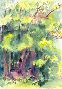 绘制森林夏季风景树木和灌木林的水彩色图画图片
