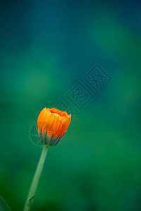 Calendula的橙花Calendula的宏观照图片