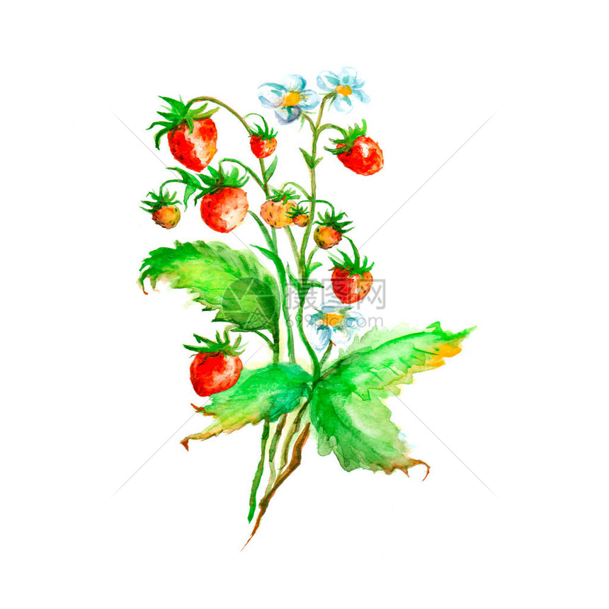 水彩草莓红莓孤立的白色背景上的复古图案白色背景上的水彩插图野生草莓植图片