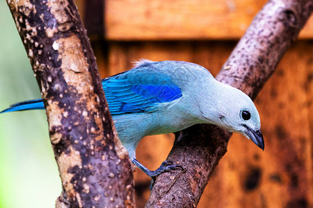 美丽的蓝灰色唐纳雀ThraupisEpiscopus栖息在南美洲哥伦比亚丛林图片