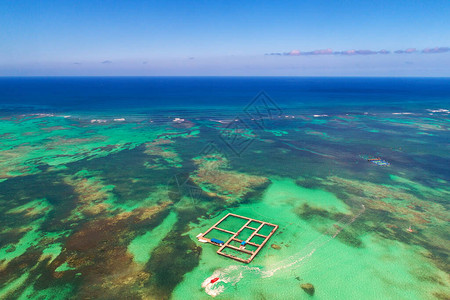 海豚海豚公园的刺青与鱼一起游图片